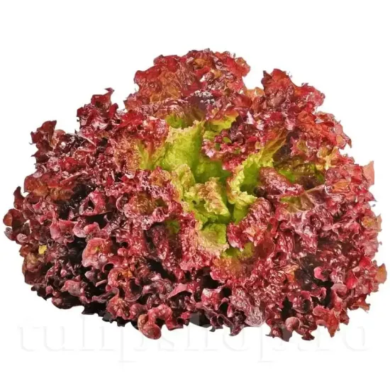 seminte salata lollo rossa frunze rosii foarte cretate