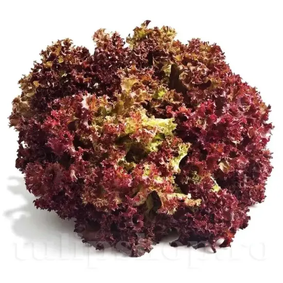 seminte salata lollo rossa1