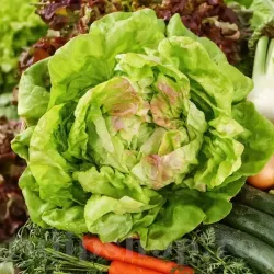 Pachet XXL seminte salata May Queen 20.000buc.