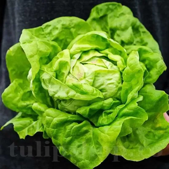 seminte salata may queen2