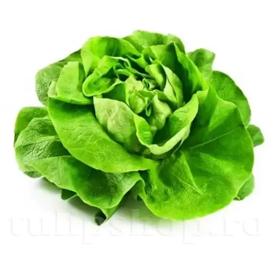 seminte salata may queen3