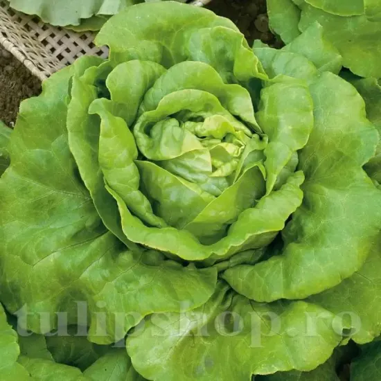 seminte salata meraviglia dinverno