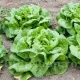 seminte salata meraviglia dinverno3