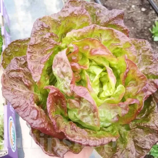 seminte salata merveille de quatre saisons