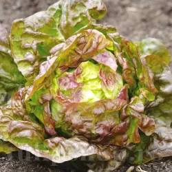 Pachet XXL seminte salata Merveille de Quatre Saisons 10.000buc.