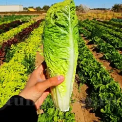 Pachet XXL Seminte salata Paris Island Cos 10.000buc.