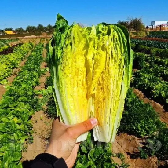 seminte salata parris island cos2