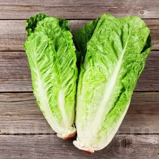 seminte salata parris island cos3