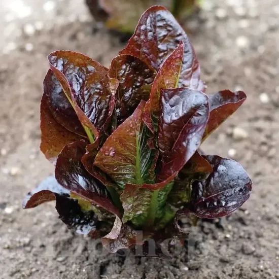 seminte salata red romaine cos