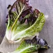 seminte salata red romaine cos cultivare gradina ghiveci 110x110