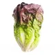 seminte salata red romaine cos2