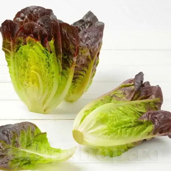 seminte salata red romaine cos3