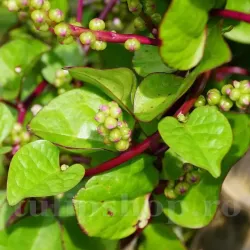 Pachet XXL Seminte spanac Malabar Red 500buc.