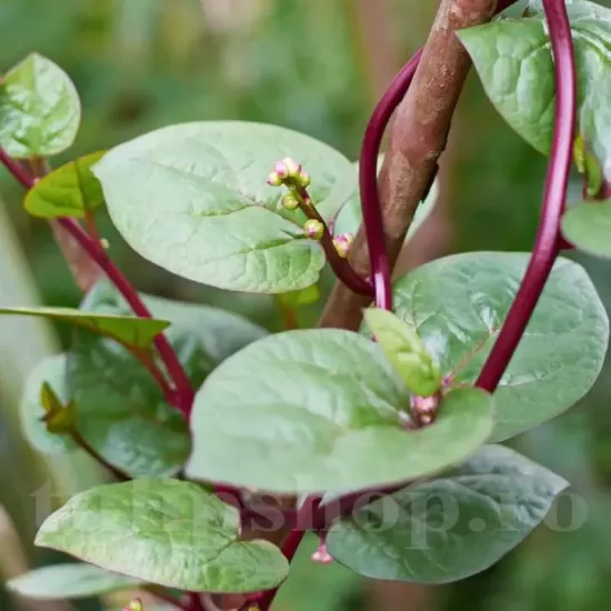 seminte spanac malabar red1