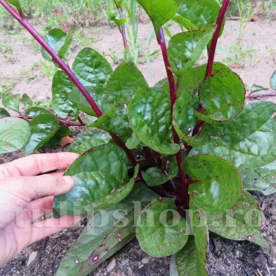 seminte spanac malabar red2