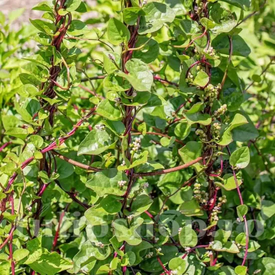 seminte spanac malabar red3