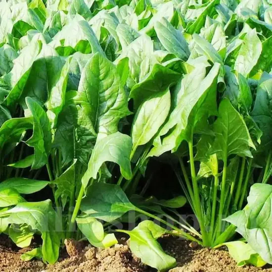 Seminte spanac Matador 1000buc. seminte spanac matador cultivare gradina ghiveci