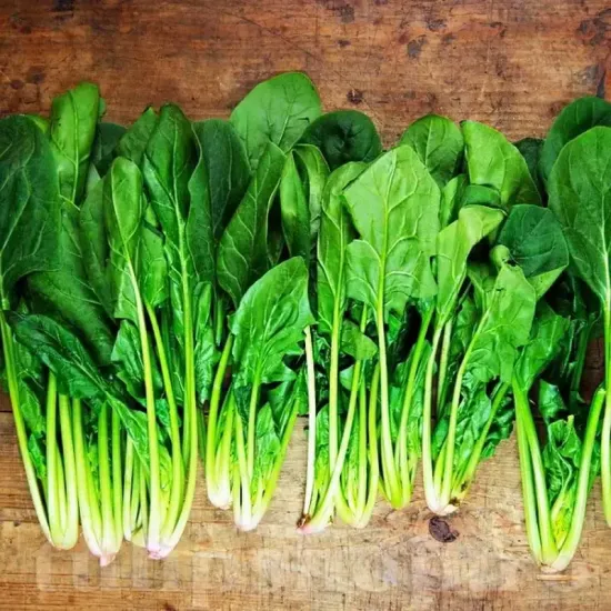 seminte spanac matador3