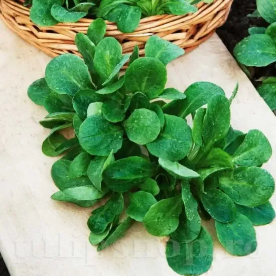 seminte valeriana verde di cambrai frunze verzi inchis rotunde