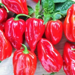 Pachet XXL Seminte ardei iute Habanero Red 500buc.
