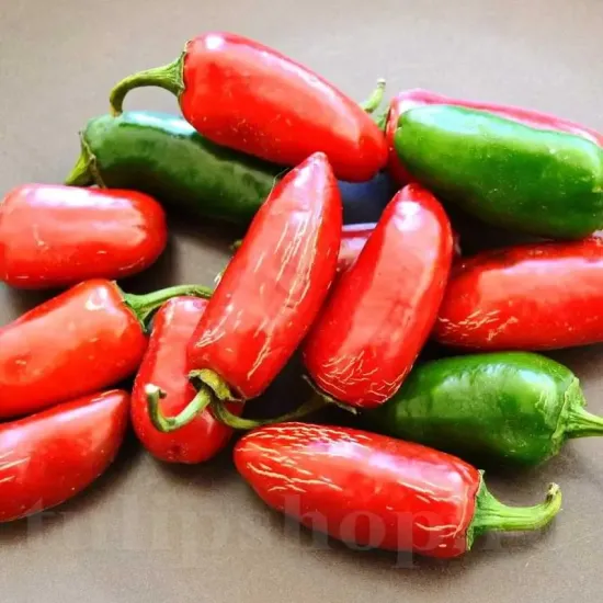 recolta ardei jalapeno muraturi profitabil comercial