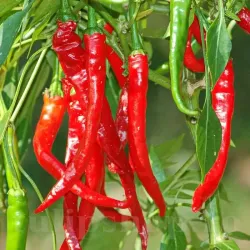 Pachet XXL Seminte ardei iute de Cayenne 1.000buc.