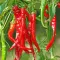 Pachet XXL Seminte ardei iute de Cayenne 1.000buc.