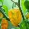 Pachet XXL seminte ardei iute Habanero Lemon 500buc.