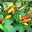 seminte ardei little wonder pachet xxl germinare controlata 110x110