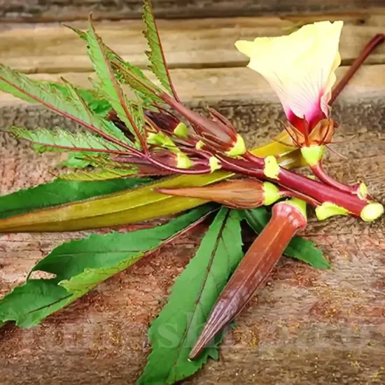 Pachet XXL Seminte bame Burgundy 1.000buc. seminte bame burgundy pachet xxl furnizori en gros