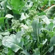 recolta brocoli raab san marzano productivitate calitate premium 110x110