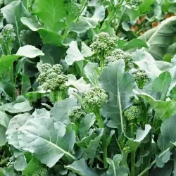 Pachet XXL Seminte brocoli San Marzano 10.000buc. Pachet XXL Seminte brocoli San Marzano 10.000buc.