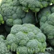 recolta brocoli ramoso calabrese productivitate calitate premium 110x110