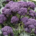 Pachet XXL Seminte brocoli Early Purple Sprouting 4.000buc.