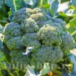 seminte brocoli ramoso calabrese pachet xxl gospodari gradina 110x110