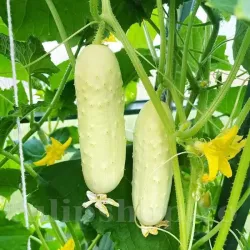 Pachet XXL Seminte Castravete White Wonder 1.000buc.