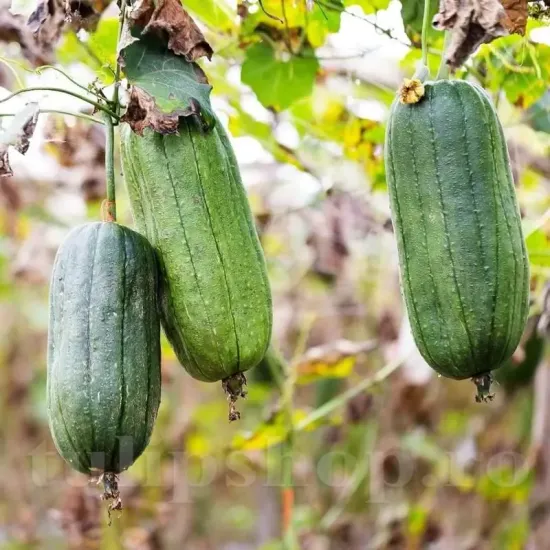 Pachet XXL Seminte Luffa Cylindrica 300buc. recolta luffa cylindrica bureti vegetali productivitate premium