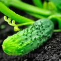 Pachet XXL Seminte Castravete Cornichon de Paris 2.000buc.
