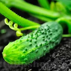 Pachet XXL Seminte Castravete Cornichon de Paris 2.000buc.
