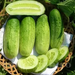 Pachet XXL Seminte castravete Delikatess 1.000buc.
