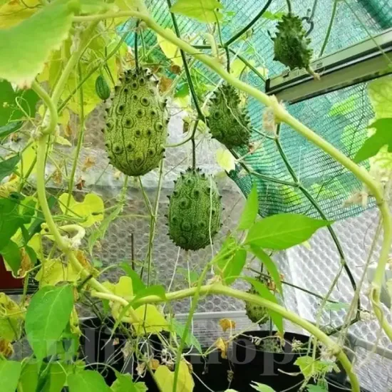 seminte castravete kiwano pachet xxl producatori solarii