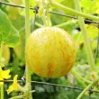 Pachet XXL Seminte castravete Lemon 1.000buc. seminte castravete lemon pachet xxl furnizori en gros 110x110