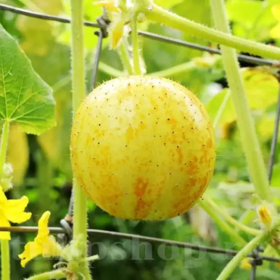 Pachet XXL Seminte castravete Lemon 1.000buc. seminte castravete lemon pachet xxl furnizori en gros