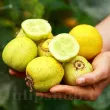 Pachet XXL Seminte castravete Lemon 1.000buc. seminte castravete lemon pachet xxl gospodari gradina soiuri rare 110x110