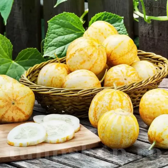 Pachet XXL Seminte castravete Lemon 1.000buc. seminte castravete lemon pachet xxl producatori solarii