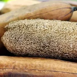 Pachet XXL Seminte Luffa Cylindrica 300buc.