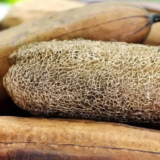 Pachet XXL Seminte Luffa Cylindrica 300buc. seminte luffa cylindrica pachet xxl furnizori en gros