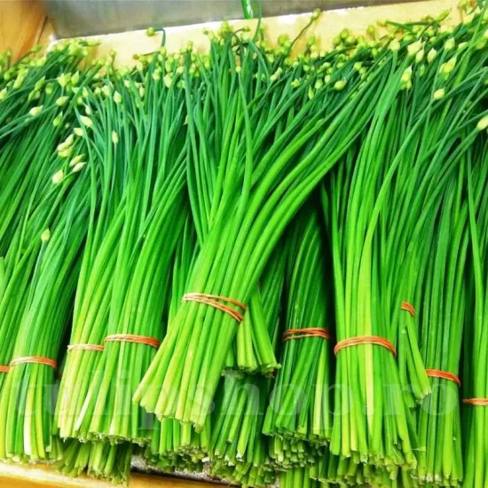 recolta ceapa garlic chives aroma usturoi calitate premium