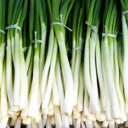 Pachet XXL Seminte ceapa Ishikura 5.000buc.
