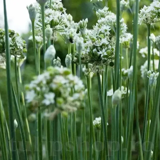 seminte ceapa garlic chives pachet xxl furnizori en gros